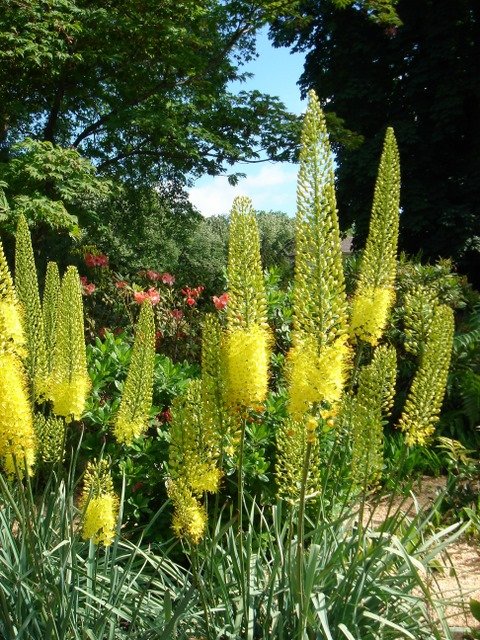Eremurus bungei